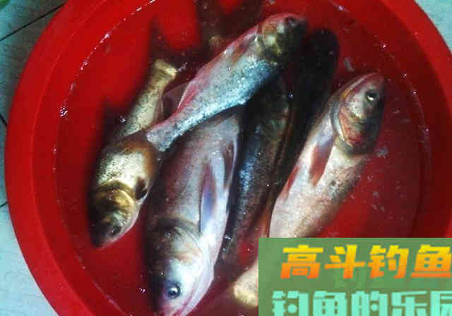 鲢鳙并非稀有鱼种，为何一些水域不让钓？老板说出真相