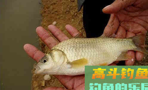 湘鲫鱼与鲫鱼有什么区别？野钓高手告诉你
