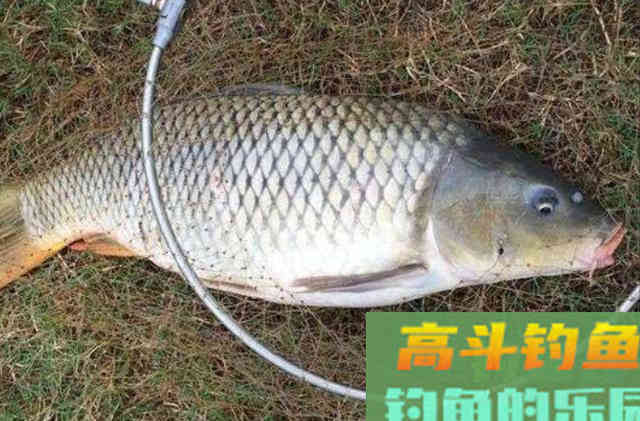 六月一到,天气再热也要用鲤鱼钓法 六月一到,天气再热也要用鲤鱼钓法