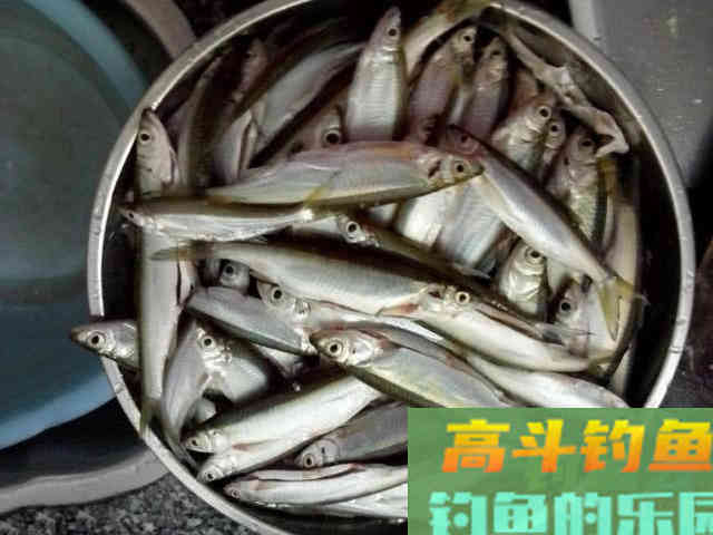 钓白条用我分享的方法，你下钩，它就在那等你