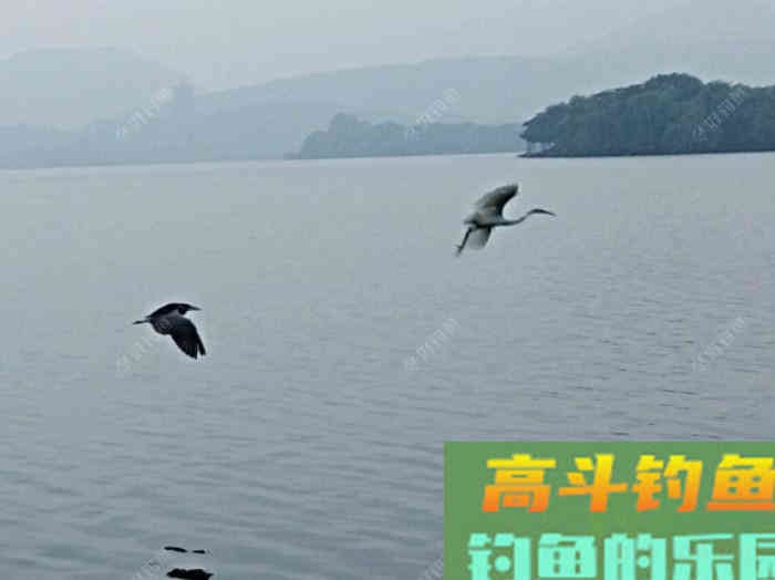 鲫鱼的五个截口表现,与秋季如何钓好大鲫鱼 鲫鱼的五个截口表现,与秋季如何钓好大鲫鱼