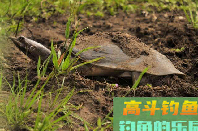 河道经常发现狡猾甲鱼露出水面，要怎么钓上岸