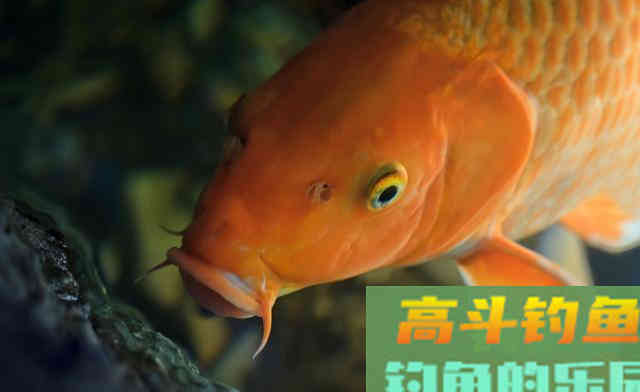 为何咬钩的都是小鲤鱼？是钓法不对，大鲤要有针对性