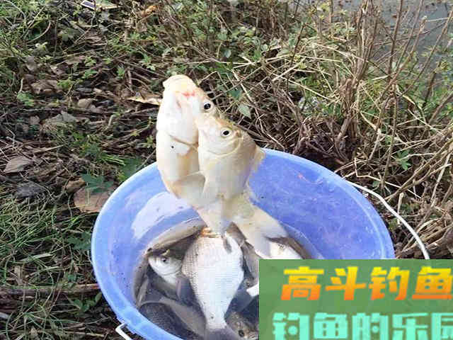 冬季钓鲫鱼，掌握这些技巧，渔获不发愁
