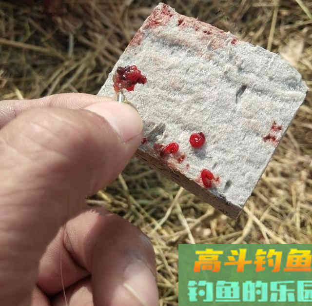 红虫冬钓鲫鱼,双炮竿作钓野生鲫鱼 红虫冬钓鲫鱼,双炮竿作钓野生鲫鱼