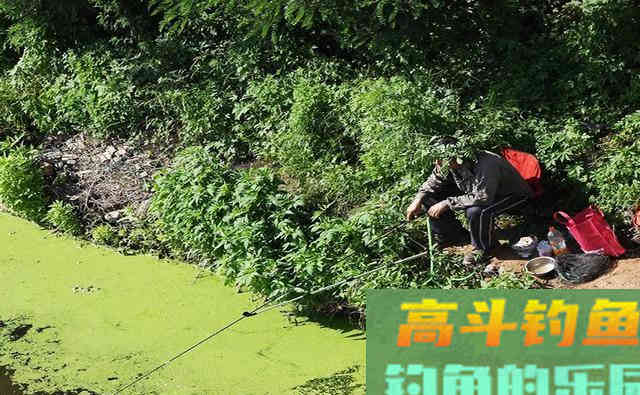 有人说是军鱼,也有人说是草鱼,这是什么鱼 有人说是军鱼,也有人说是草鱼,这是什么鱼