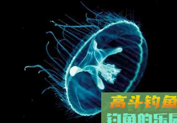 五彩斑斓桃花鱼,能在当今这个环境生存下来,确实实属不易 五彩斑斓桃花鱼,能在当今这个环境生存下来,确实实属不易