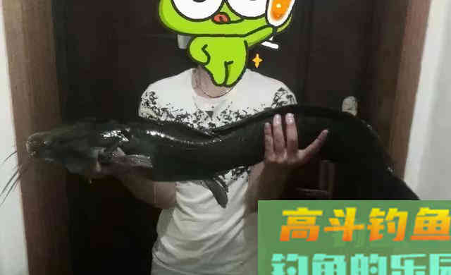 还有比黄辣丁更傻的鱼？胡子鲶：我不笨，就是嘴大吃得多