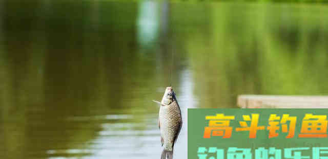 为何春季鲫鱼又大又多，夏季又少又小？钓大板鲫并不难