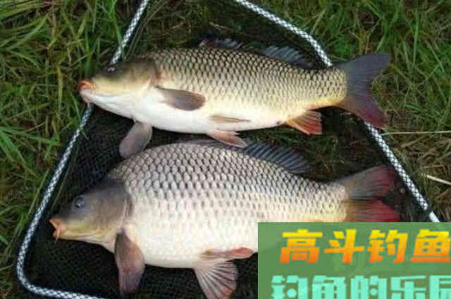 一提鲤鱼就犯钓瘾，还好我有这绝