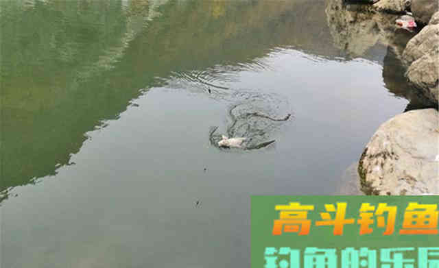 秋分前后钓鲫鱼,在这些位置下竿 秋分前后钓鲫鱼,在这些位置下竿