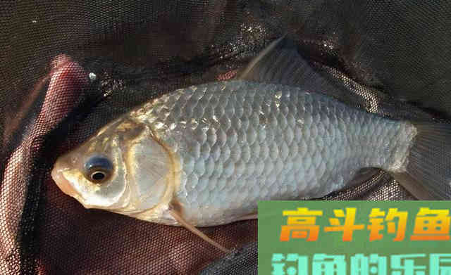 学会四钓四不钓,钓鲫鱼,真的一点也不难 学会四钓四不钓,钓鲫鱼,真的一点也不难