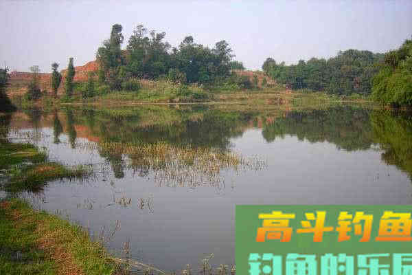 为什么土鲫鱼这么受到钓鱼人的青睐？