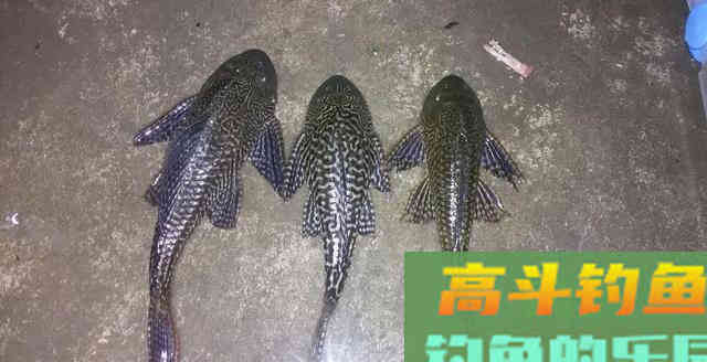 暴晒10个小时毫发无伤！这种鱼如何练就金刚不坏之身