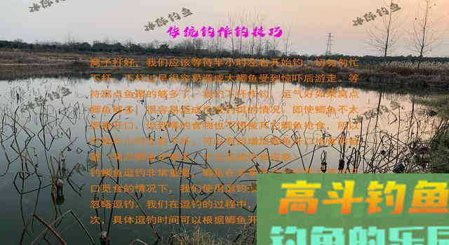 天气降温转凉,钓鲫鱼是钓深还是钓浅 天气降温转凉,钓鲫鱼是钓深还是钓浅