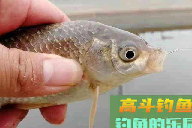 鲫鱼上浮千万不可收竿,照我说的调整,连钓一周 鲫鱼上浮千万不可收竿,照我说的调整,连钓一周