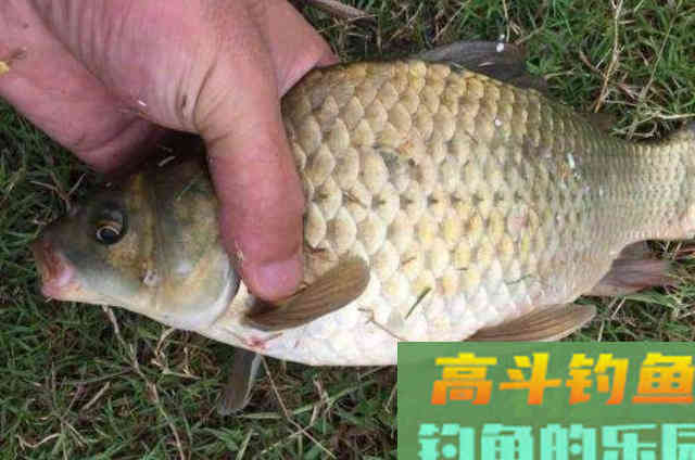 深秋时期，水库钓大鲫鱼的作钓思路与注意事项