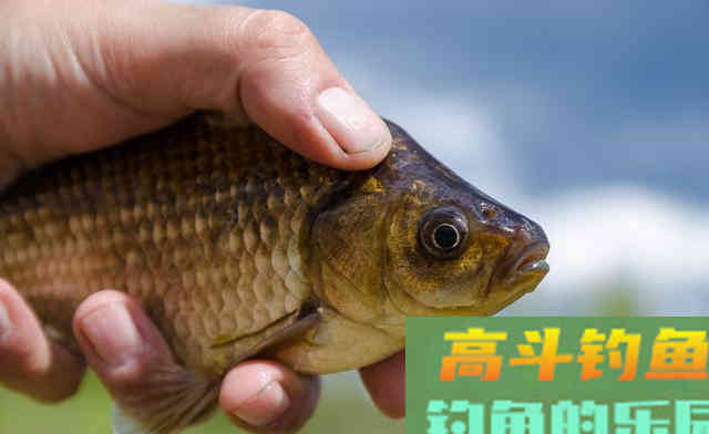 春季野钓大板鲫，远离6大误区，钓好鱼很轻松