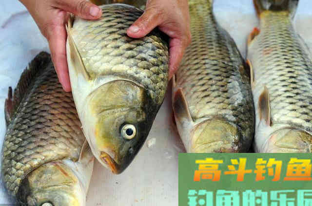 秋天垂钓鲤鱼的3个正确方法,和一些注意事项 秋天垂钓鲤鱼的3个正确方法,和一些注意事项