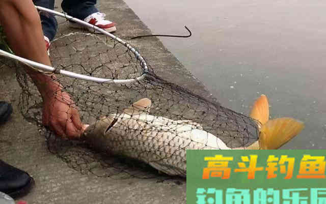 冬天钓鲤鱼,这些绝招一出,藏的多深的鲤鱼都会出窝 冬天钓鲤鱼,这些绝招一出,藏的多深的鲤鱼都会出窝