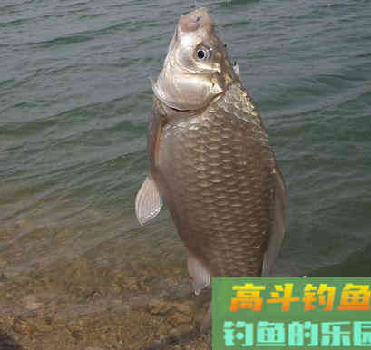 三个秋季钓鲫鱼技巧