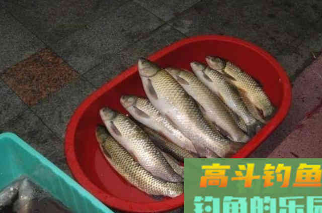 实不相瞒,草鱼按我这套方法钓,鱼竿瞬间被拉弯 实不相瞒,草鱼按我这套方法钓,鱼竿瞬间被拉弯