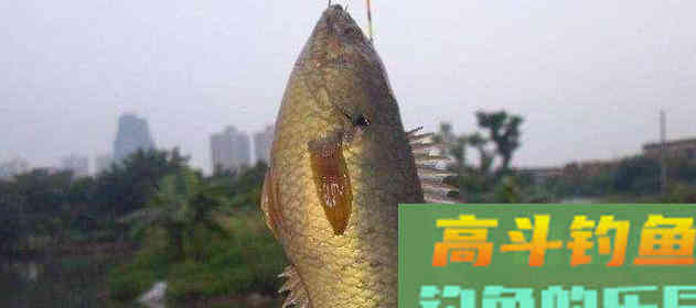 这种小型鲫鱼，能够上岸行走，为什么惹广东钓友厌恶