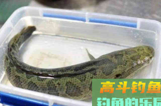 秋天变冷，黑鱼就不吃饵了？按我说的做