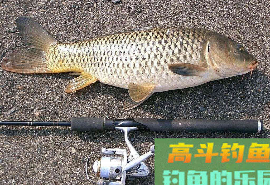 秋季钓鲤鱼的四个技巧,钓翻整个秋天 秋季钓鲤鱼的四个技巧,钓翻整个秋天