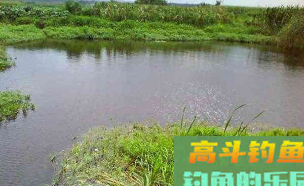 秋季手竿黄辣丁，简单的技巧助你轻松钓到