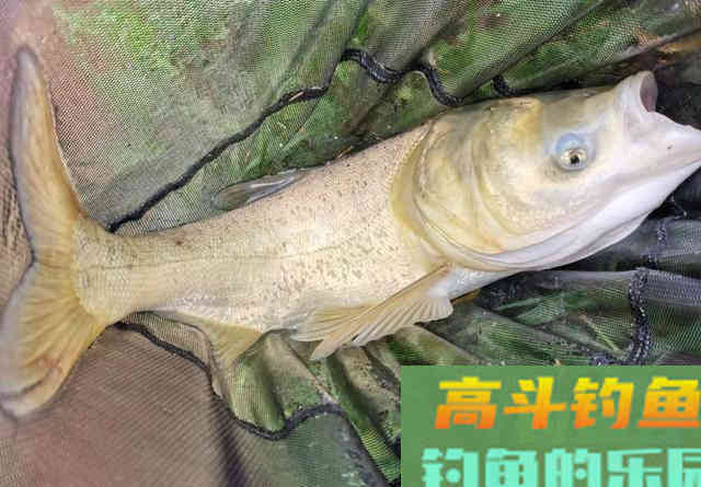 冬天钓鲢鳙你得换个套路,比诱鱼更重要的是找鱼 冬天钓鲢鳙你得换个套路,比诱鱼更重要的是找鱼