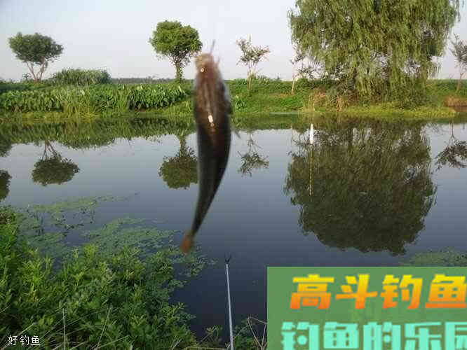个人野钓鲫鱼技巧总结 个人野钓鲫鱼技巧总结