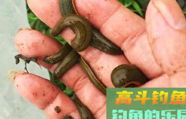 马口鱼怎么钓?比如蚂蟥钓法、苍蝇钓法、虾饵钓法等 马口鱼怎么钓?比如蚂蟥钓法、苍蝇钓法、虾饵钓法等