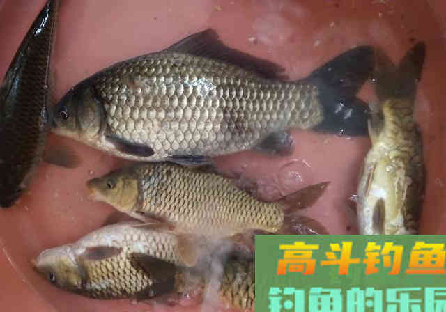 春季钓获罕见2斤的巨型鲫鱼，野钓鲫鱼详细攻略教学