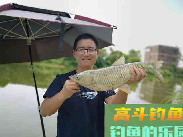夏天野钓草鱼全攻略,钓位最重要,饵料岸边就有 夏天野钓草鱼全攻略,钓位最重要,饵料岸边就有