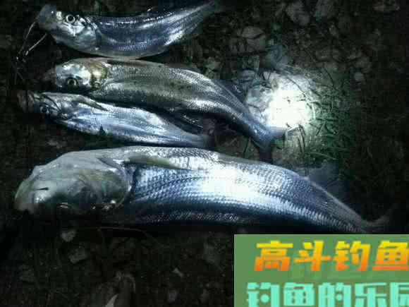 介绍一种万峰湖当地人钓翘嘴鱼的独特方法 介绍一种万峰湖当地人钓翘嘴鱼的独特方法