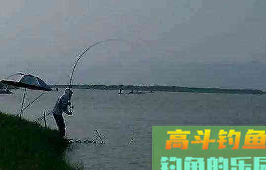 盛夏夜钓鲤鱼,这些注意事项能到位,想要空竿都难 盛夏夜钓鲤鱼,这些注意事项能到位,想要空竿都难