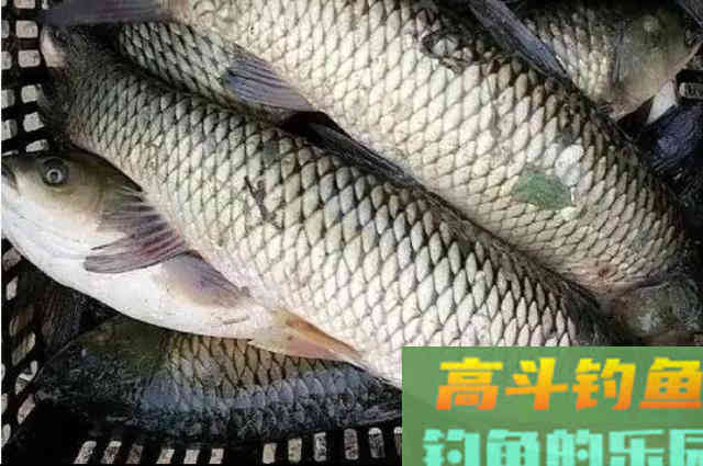 初秋太热，我用这方法钓草鱼，连老钓手都拍手叫好