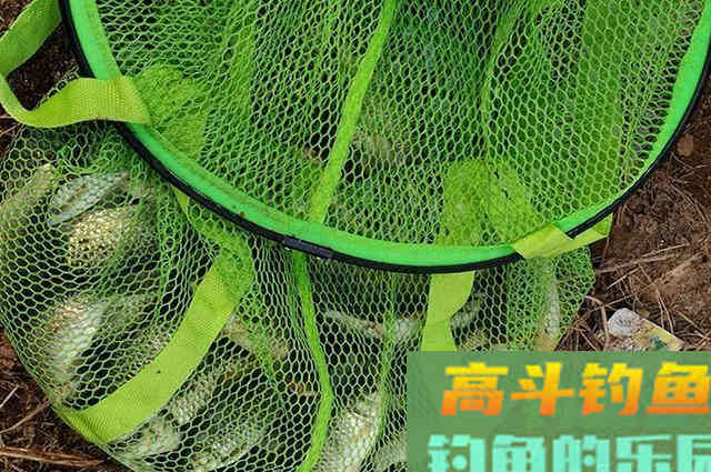 分享几条钓鲫鱼定律,掌握这些不愁钓不到鱼 分享几条钓鲫鱼定律,掌握这些不愁钓不到鱼