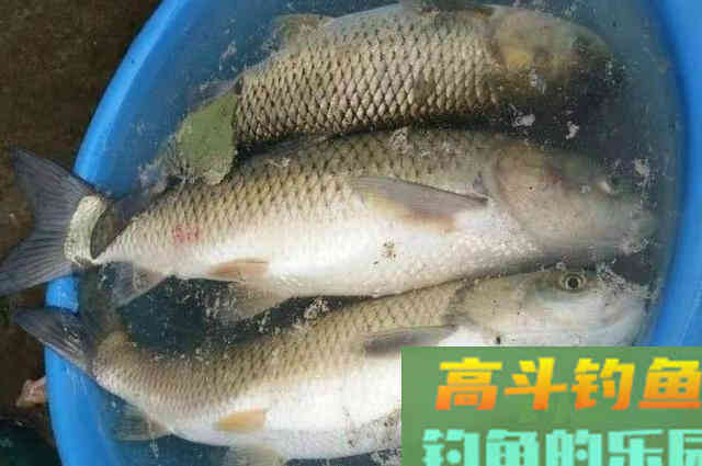 3月草鱼就该这样钓,方法简单,越钓越有劲 3月草鱼就该这样钓,方法简单,越钓越有劲