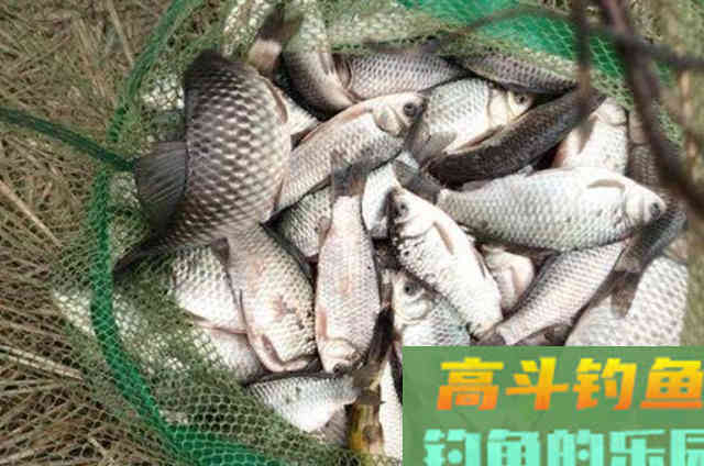 头一次用这鲫鱼饵就钓过了瘾 头一次用这鲫鱼饵就钓过了瘾