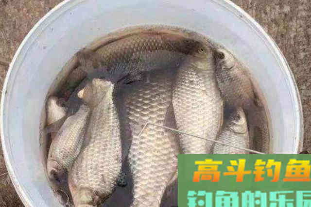 冬天板鲫特难钓？试试这3个套路