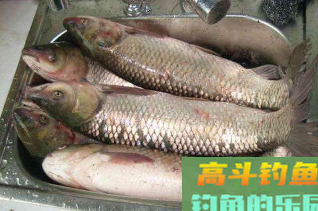 不是我吹,自从用了这草鱼钓法后,都佩服得五体投地 不是我吹,自从用了这草鱼钓法后,都佩服得五体投地