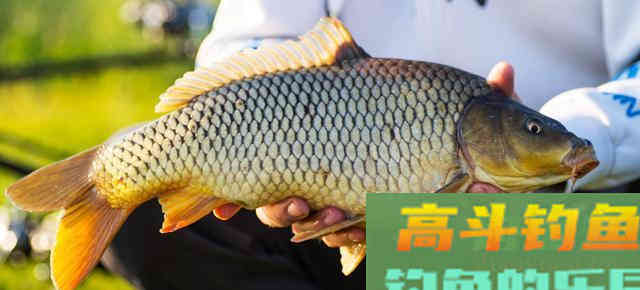 野钓鲤鱼，抓住它的这几个习性有口必中