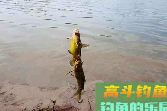 野钓黄辣丁,试试这款窝料 野钓黄辣丁,试试这款窝料