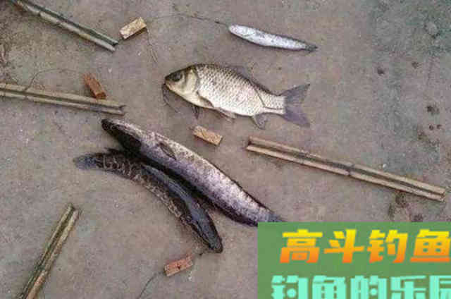 二十年的黑鱼钓法屡试不爽,刚一下竿就有口 二十年的黑鱼钓法屡试不爽,刚一下竿就有口
