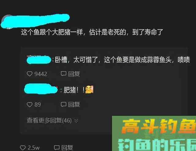 湖北百斤花鲢鱼王“寿终正寝” 湖北百斤花鲢鱼王“寿终正寝”