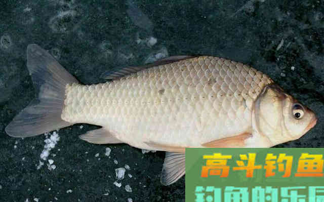 鲫鱼吃口太轻怎么钓？野钓客教你！