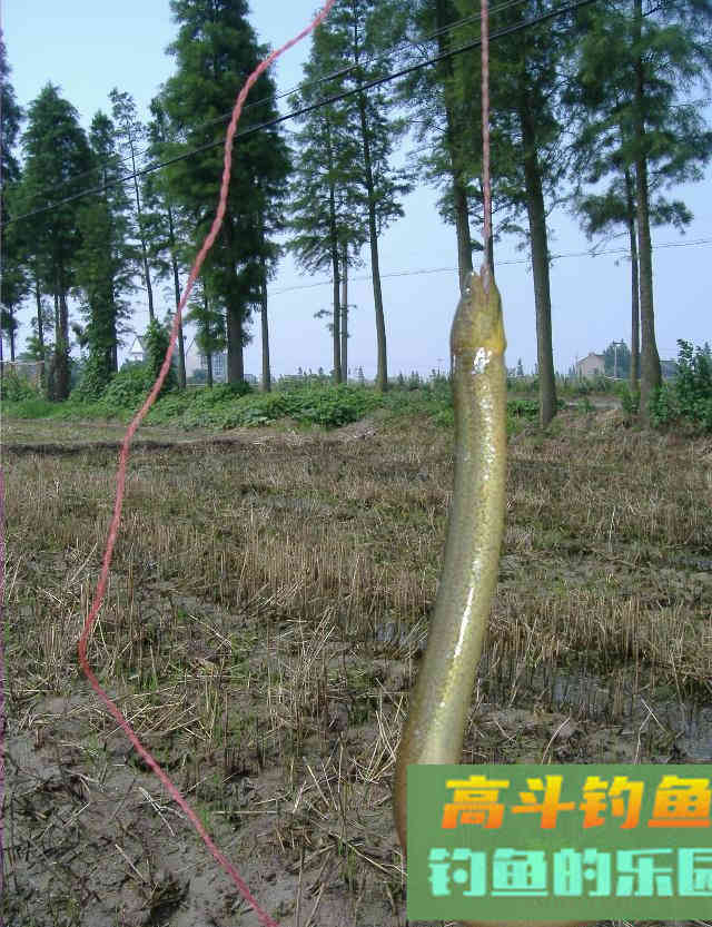 意外钓到黄鳝,总结出了草中钓黄鳝的技巧 意外钓到黄鳝,总结出了草中钓黄鳝的技巧