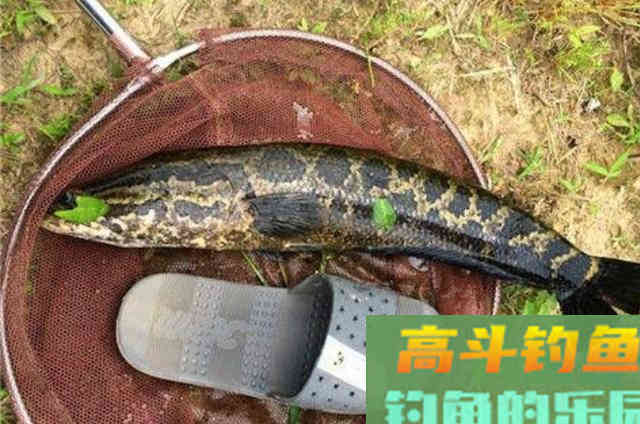 天热后,黑鱼才最好钓?要有上鱼的秘诀 天热后,黑鱼才最好钓?要有上鱼的秘诀